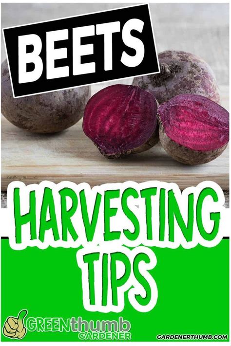 Harvesting beets is really simple to do when you are ready to pick your ...