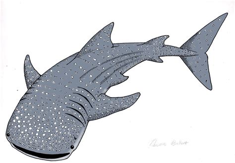 whale shark drawing easy - Riva Hyatt