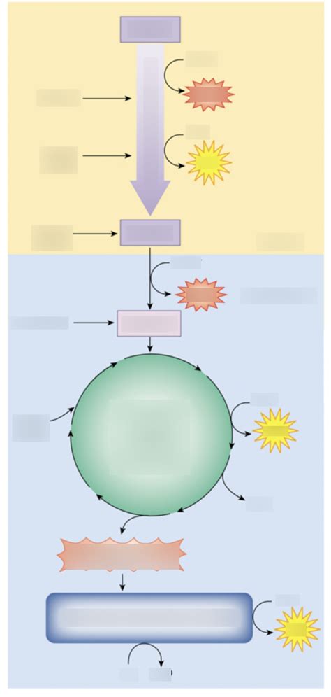 Fig 4.11: Essentials ATP Production Diagram | Quizlet