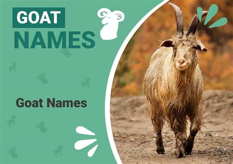 100+ Goat Names: Ideas for Lively & Adventurous Goats | Animal World