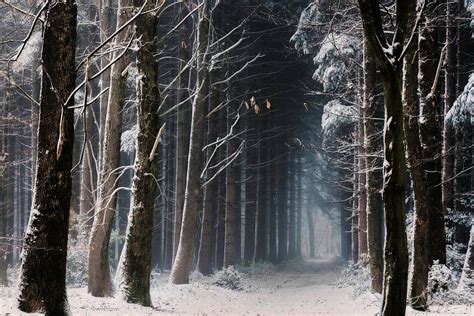 Snowy Forest | MATTHEW'S ISLAND