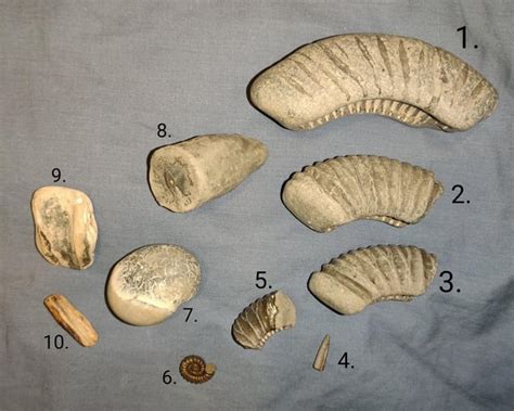 Jurassic Coast UK : r/FossilHunting