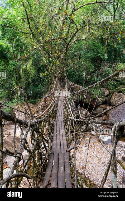 Living Root Bridge, Sohra or Cherrapunjee, Meghalaya, India Stock Photo ...