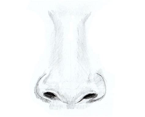 How to Draw a Human Nose - Yedraw