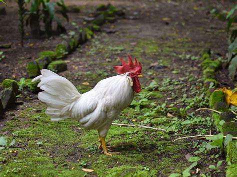 White Leghorn Chicken · eFowl