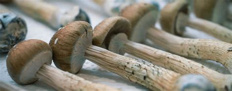 Why do Magic Mushrooms Turn Blue? - Shaman Mushroom Spores