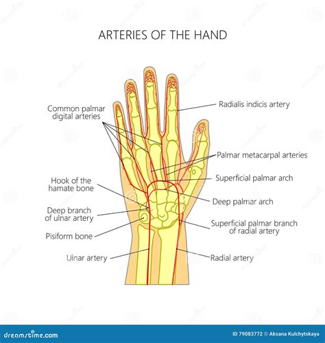 The Arteries To The Palmar Side Of The Hand The Scheme Vector ...