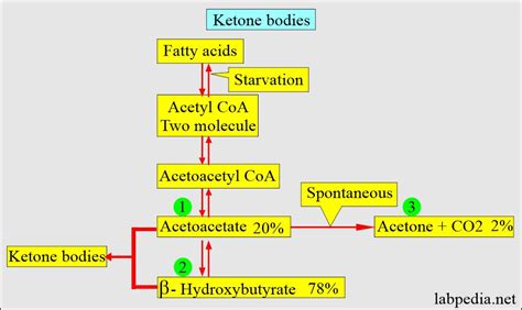 Urine for ketones, and Ketone Bodies (Ketonuria) - Labpedia.net