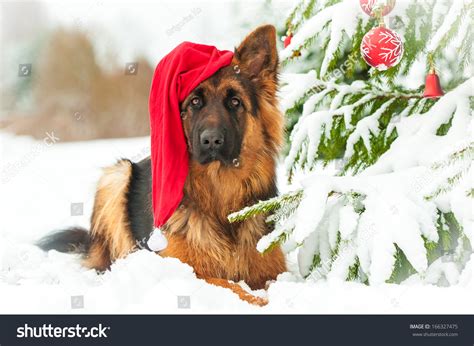 German Shepherd Dog Christmas Hat Lying Stock Photo 166327475 ...