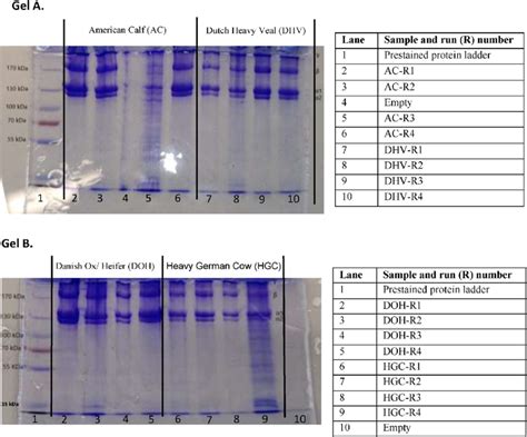 SDS-PAGE gel of the marker (A and B lane 1) and of the dispersions on ...