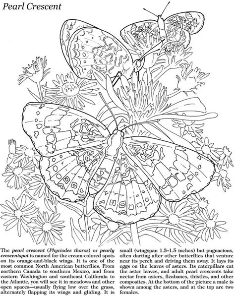 Pin On Butterflies To Color