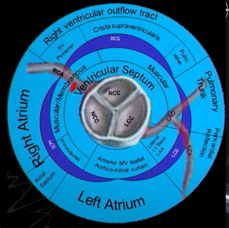 Aortic valve anatomy : A complete exploration | Dr.S.Venkatesan MD