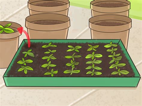 How to Plant Angel Trumpet Seeds (with Pictures) - wikiHow