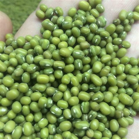 Green Mung Beans Manufacturer, Supplier & Exporter - ecplaza.net