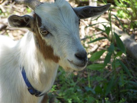 Goat Breeds - HubPages