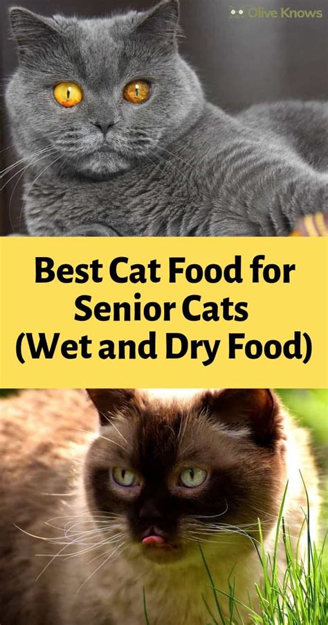 Best Cat Food for Senior Cats (Wet and Dry Food) - OliveKnows