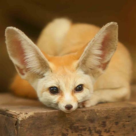 Fennec Fox Exotic Pet