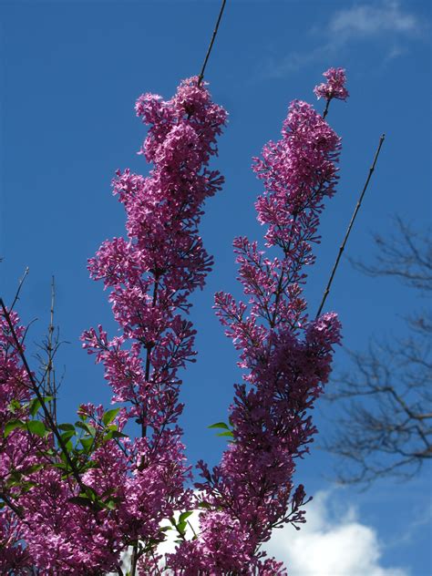 ‘Lilac Sunday’ Rouen Lilac - Arnold Arboretum | Arnold Arboretum