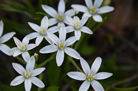 Star Of Bethlehem Flower Essence Side Effects | Best Flower Site