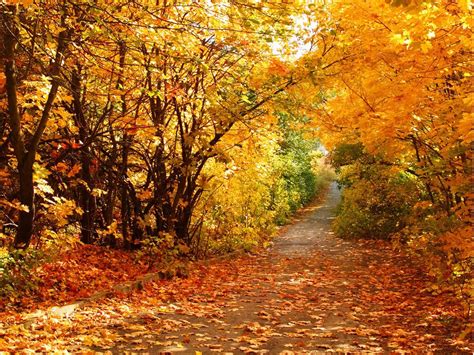 🔥 [50+] Beautiful Fall Scenery Wallpapers | WallpaperSafari