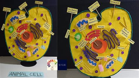 Animal Cell 3d Model Labeled