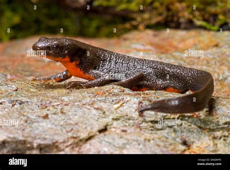 Japanese fire bellied newt hi-res stock photography and images - Alamy