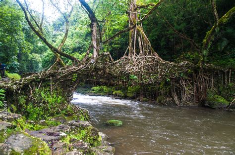 A Living Root Bridge is a type of simple suspension bridge formed of ...