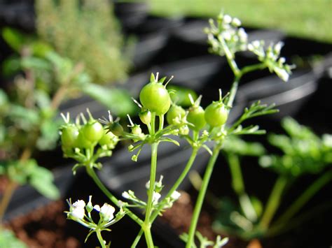 Coriander Seeds Facts, Health Benefits & Nutritional Value