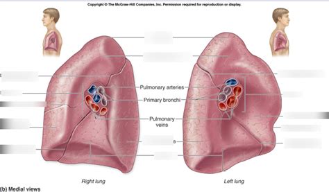 unit one anatomy important! Diagram | Quizlet