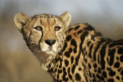 Top 25 Facts About the King Cheetah: Africa's Rarest Cat