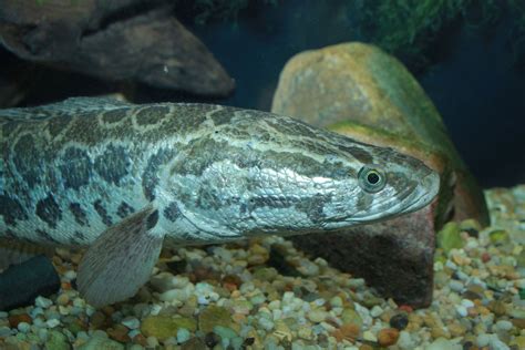 Snakehead (fish) - Wikipedia