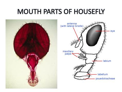 PPT - Musca (house fly) PowerPoint Presentation - ID:1896926