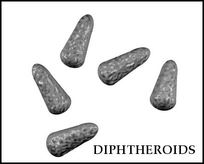 Morphology of bacterial cells