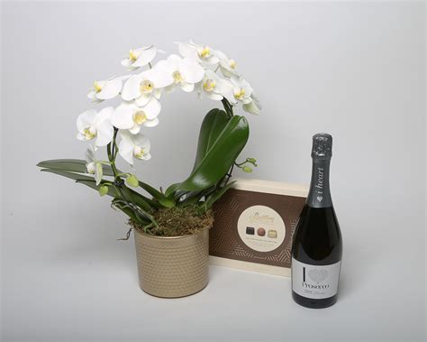 Orchid Gift Set – Bluebell Florists Tuam