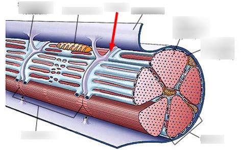 Skeletal muscle cells Diagram | Quizlet