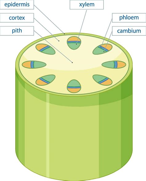 Vascular Plants Diagram