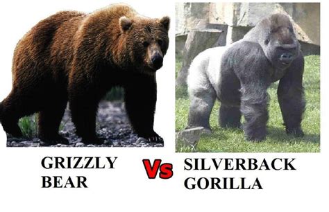 Gorilla Vs Bear Who Would Win