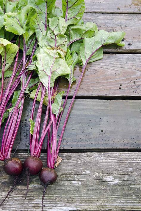 The Best Beet Varieties to Plant This Season | Gardener's Path