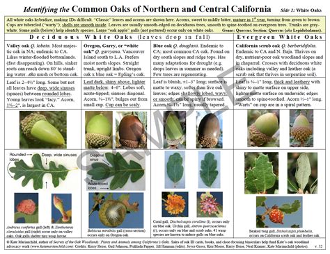 Oak Identification Guides – Kate Marianchild