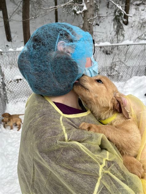 Impawsibly cute golden retriever puppies to be up for adoption in BC | News