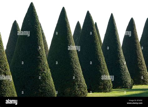 Cone shaped trees hi-res stock photography and images - Alamy