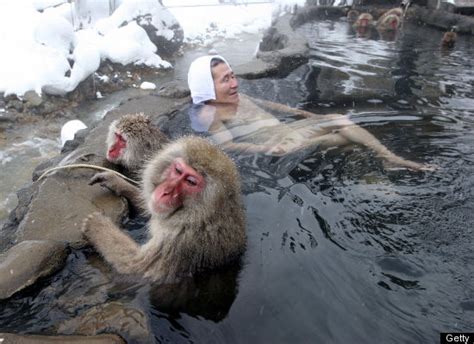 Snow Monkeys Chill In Hot Springs (PHOTOS) - XciteFun.net