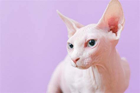 Ugly Cat Breeds: 3 That Make Lovely Pets - PD Insurance NZ