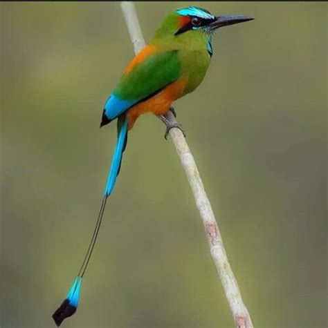 Turquoise-browed Motmot: National Bird of El Salvador | Interesting ...