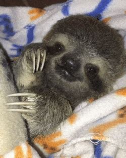 Baby Sloths GIFs - Find & Share on GIPHY