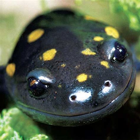 Salamander Species of North America – Mother Earth News