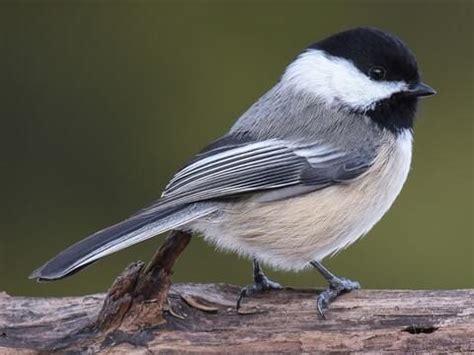 Black-capped Chickadee - NestWatch