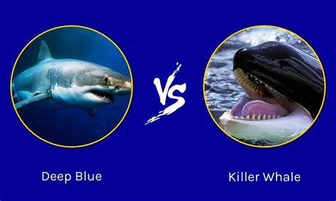 Epic Battles: The Largest Great White Ever vs. A Killer Whale - A-Z Animals