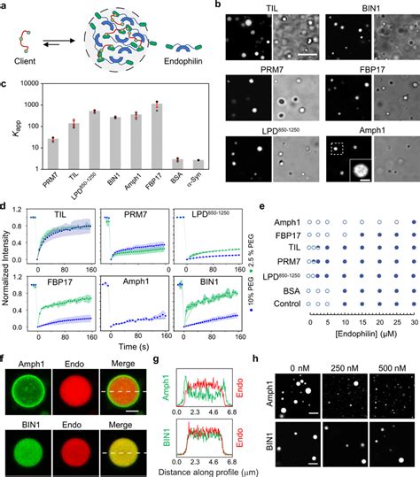 Endophilin binding partners partition into LLPS droplets and exhibit ...