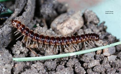 Millipede Control - Budget Pest Control